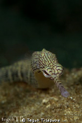 Ringed Pipefish, Captured at La Rascasse House Reef, Mana... by Teguh Tirtaputra 